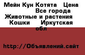 Мейн Кун Котята › Цена ­ 15 000 - Все города Животные и растения » Кошки   . Иркутская обл.